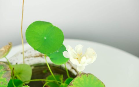 碗莲怎么养护