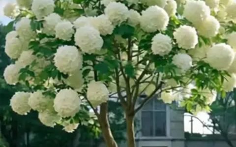 木绣球怎么浇水：喜润怕涝，跟着季节换挡才不烂根