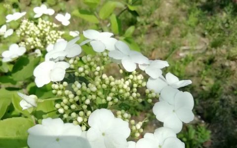 琼花怎么浇水：浅根最怕闷涝，干湿循环对了才不落叶烂根