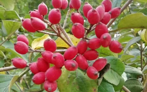 琼花配土与选盆：浅根怕涝，疏松利水比肥料更要紧