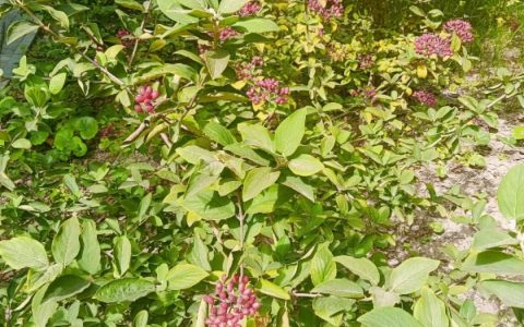 琼花修剪：错过花后这个窗口，秋冬一刀剪没来年满树花