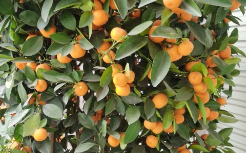 金桔催花促花保果的完整配方：光、水、肥、硼一样不能少